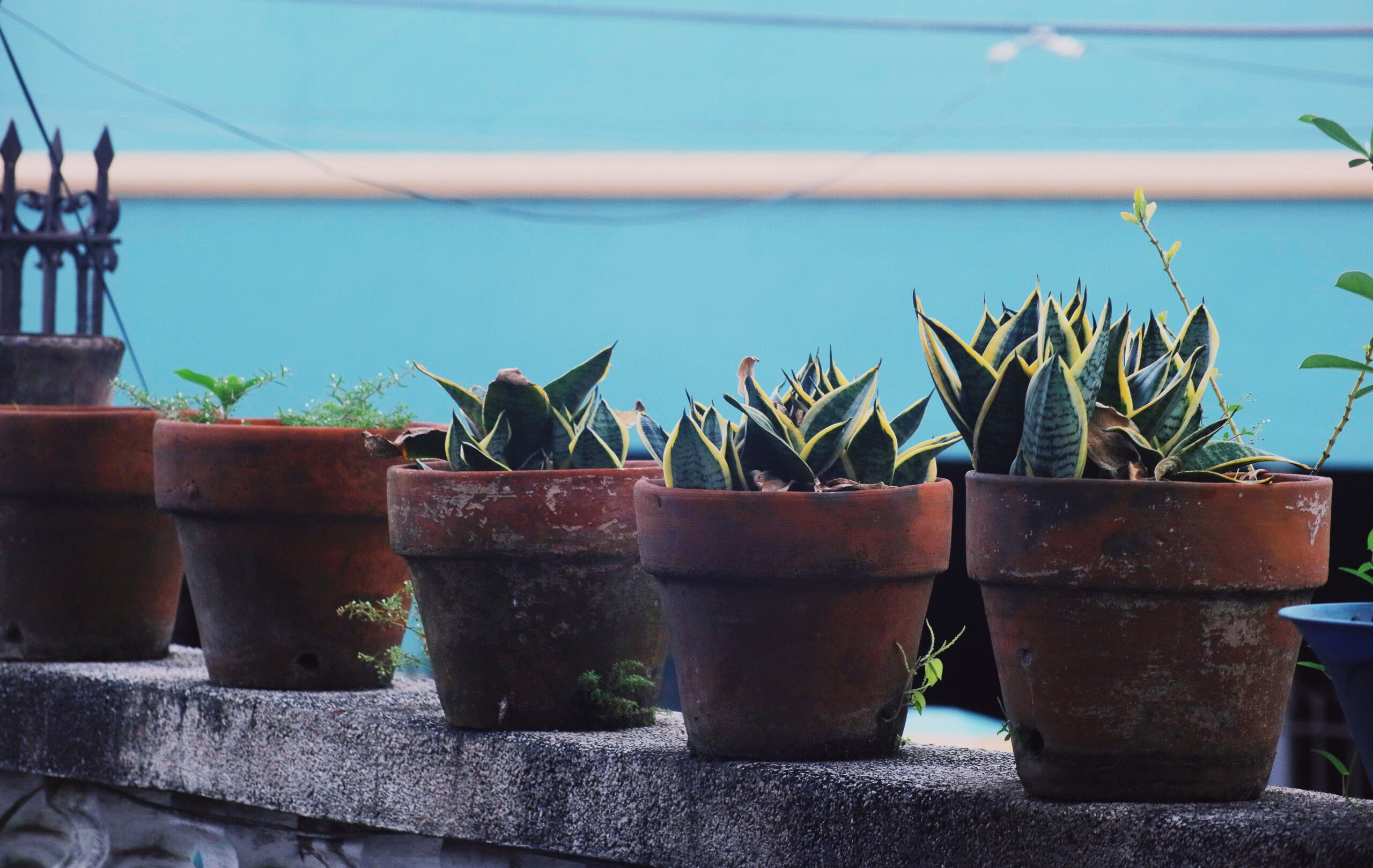 self-watering planters summer patio greenery